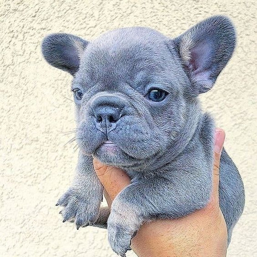 Cachorros Bulldog Francés Blue Perros En Venta Floridablanca