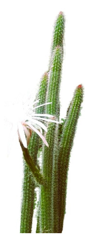 Vivero Cielo Verde Orgánico 3 -  Aloe +jade + Peniocereus 
