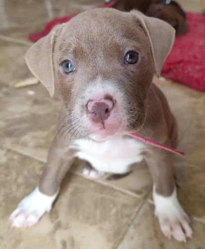 Pitbull Red Nous Silver Ojos Azules