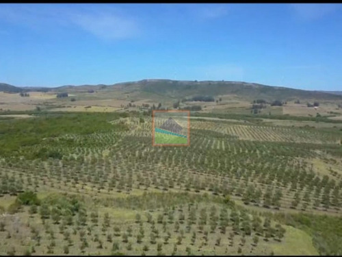 Imagen 10 de 14 de Campo De Olivos 324 Has En Los Caracoles