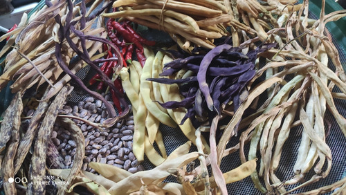 Mix Semilla Porotos Variado A Elección Cinco Variedades