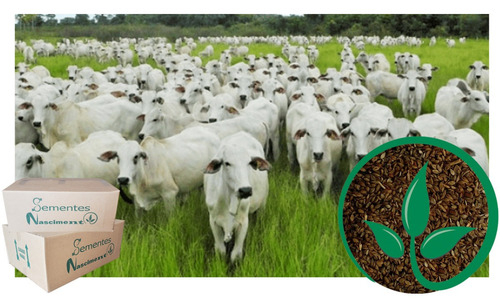 Sementes 20kg Brachiaria Humidicula Dictioneura Llanero