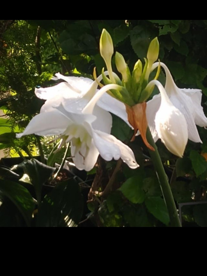 Plantas Flor De Lirio Del Amazonas | MercadoLibre ?