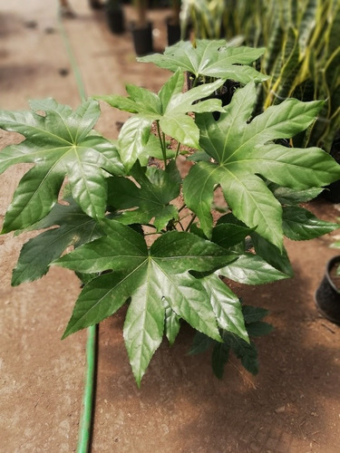 Planta Aralia Fatsia Japonica