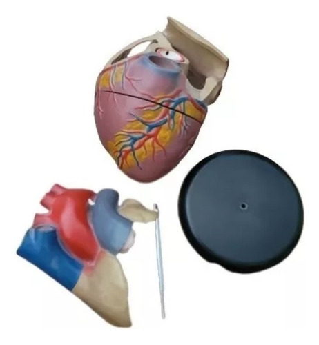 Modelo Anatómico Corazón Humano Grande (Usado)