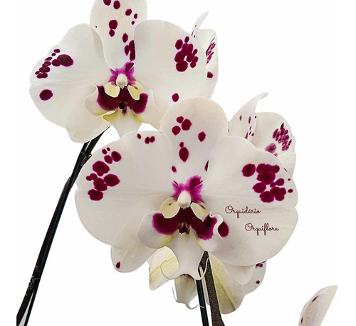 Orquídea Phalaenopsis Cascata Flor Pintalgada Planta Adulta