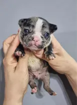 Comprar Camada Bulldog Frances Hembra Y Machos.