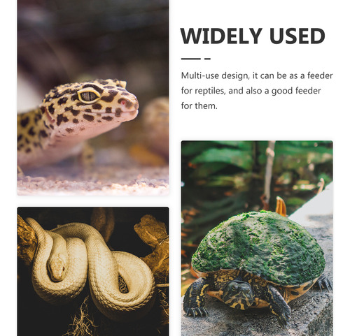 Los Reptiles Se Esconden Del Gecko De Las Cuevas