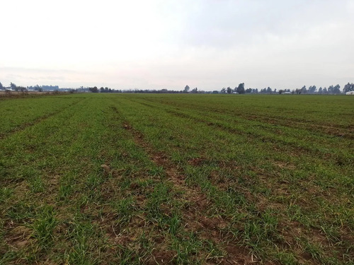 Terreno Agrícola En Venta, Campo De 21 Ha, San Clemente