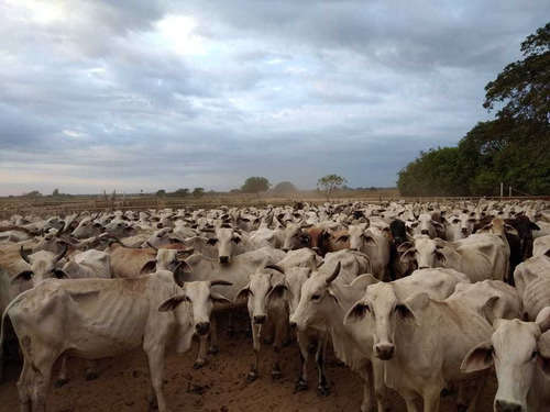 Imagen 17 de 24 de Hato En Venta En Santa Bárbara De Barinas