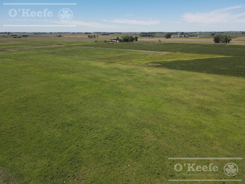 Imagen 8 de 11 de Campo En Venta - Chivilcoy 450 Has- 70% Agrícola Con Frente Sobre Ruta