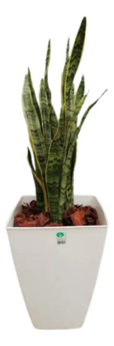 Planta Sansevieria + Maceta Piramidal 