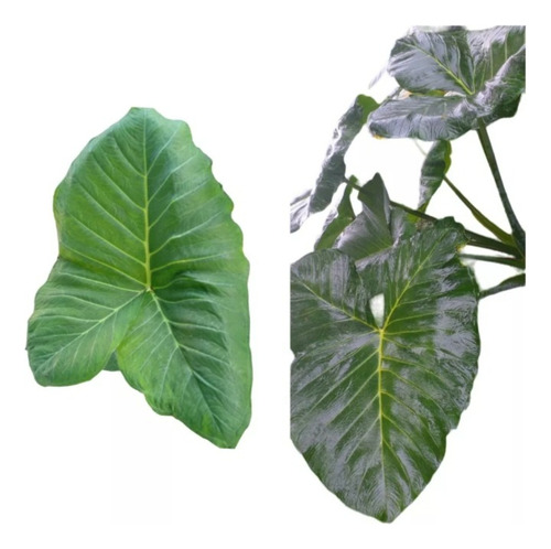 10 Mudas De Taioba Gigante Natural Comestivel Organica