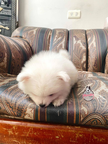 Imagen 5 de 5 de Espectacular Cachorro Pomerania Mini Mascotas Rionegro