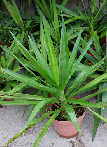 Palmera Yuca