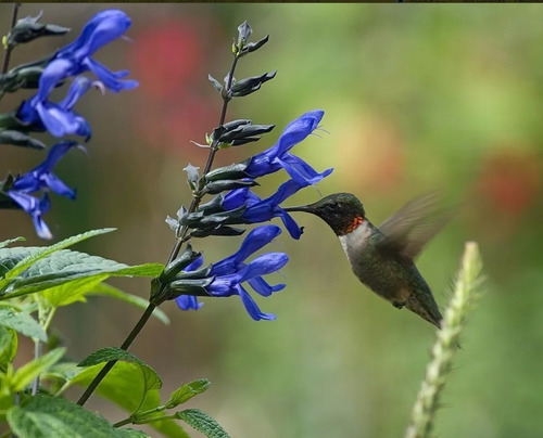 Semillas Aromaticas De Salvia Officinallis - 100% Naturales