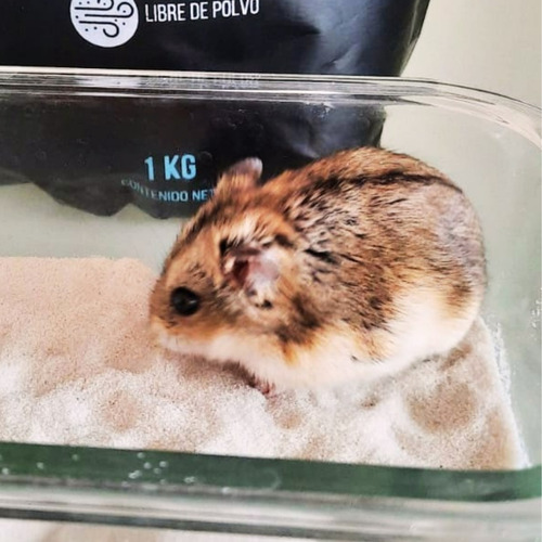 Arena Para Hamster