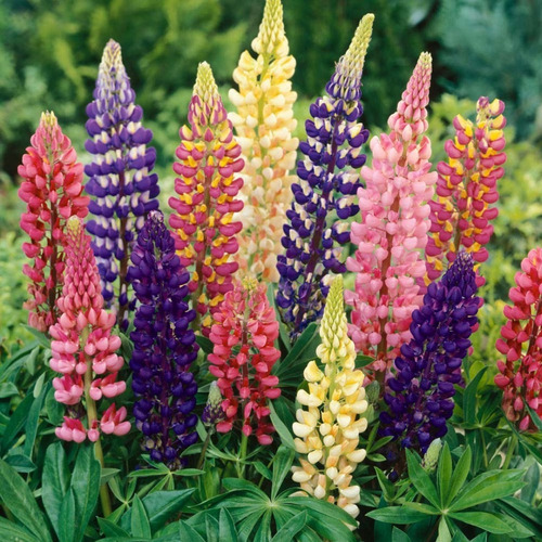 15 Semillas Lupinus Russell Variados - Calidad Premium