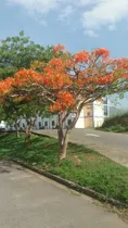 Comprar Delonix Regia 5 Árboles 200 Cm Flamboyant