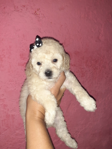 Imagen 7 de 7 de Caniche Listo Para Entregar