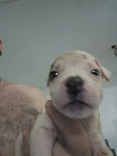 Cachorro Pibull Macho45 Dias