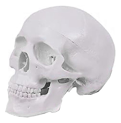 Mini Modelo De Cráneo Humano, Modelo De Cráneo Anatómico De