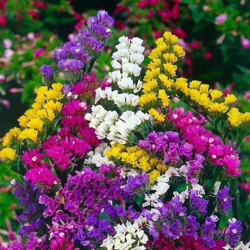 Semillas Flor Siempre Viva Siempreviva Monstruosa Doble Variada Colores  Flores | MercadoLibre