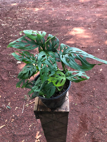 Planta Monstera Adansoni