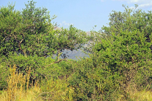 Imagen 8 de 13 de Lotes En Venta En Cortaderas La Dorotea Inmejorable Vista