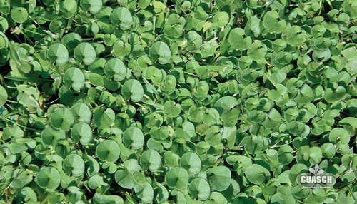 Imagen 2 de 3 de Semillas De Dichondra Cesped X 50 Gr