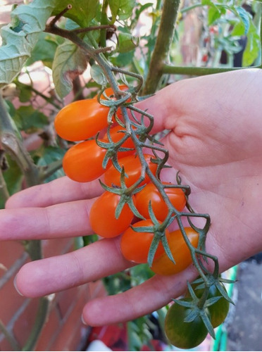 100 Semillas De Tomate Ciruela + Instructivo