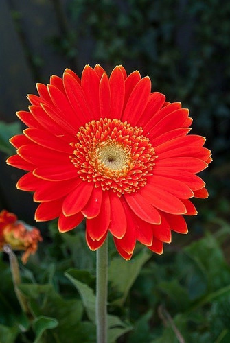 Semillas De Gerbera Roja Maravillosa Roja