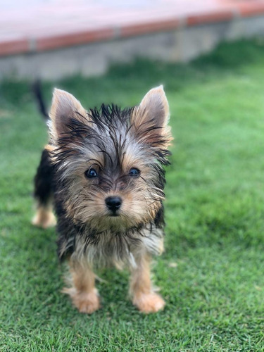 Yorkshire Terrier 