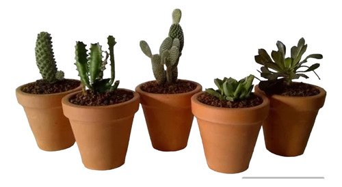 35 Mini Cactus Suculentas Barro N5 C/ Cartel Eventos Isiflor