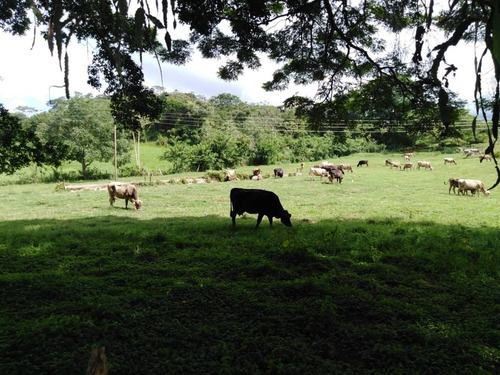 Imagen 24 de 29 de Finca Ganadera Y Agricola En Venta En Bejuma, Edo Carabobo 04121994409