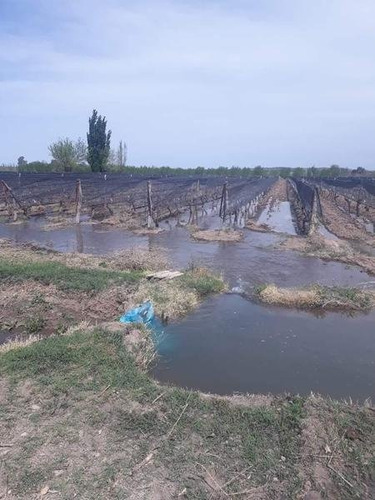 Imagen 8 de 30 de 3 Fincas Con Bodega En Venta Cañada Seca.