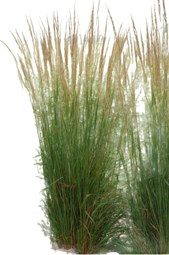 Calamagrostis Karl Foerstere E04