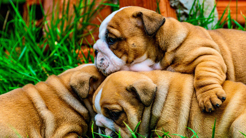 Bulldog Inglês Lindos Filhotes Canil Mantovani