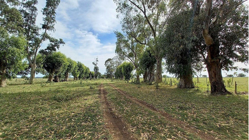 Imagen 1 de 23 de Poblet - 179 Has Con Casco Y Mejoras - Baum Propiedades