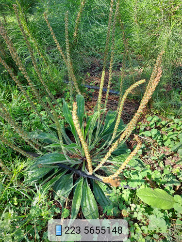 Llanten, Plantago Menor, Plantago Lanceolata, Medicinal
