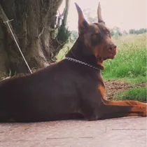 Comprar Doberman Puros Europeoa De Verdad Padres A La Vista.
