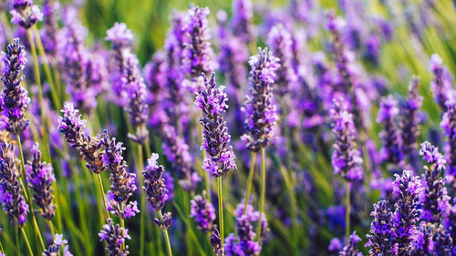 Planta De Lavanda + Regalo