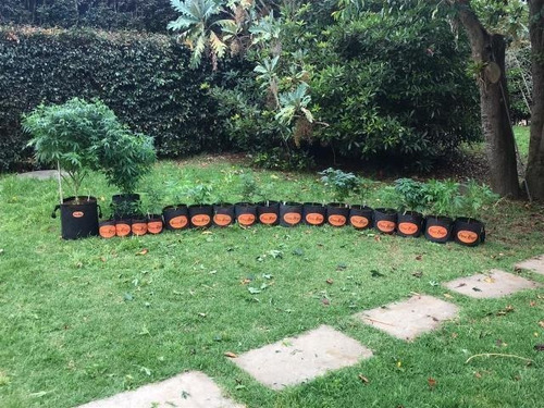 Imagen 10 de 10 de Maceta 20 Litros Profesional Para Jardín Y Plantas Propot