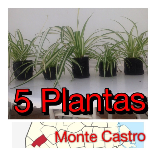 5 Plantas: Lazo De Amor ( Zona: Monte Castro)