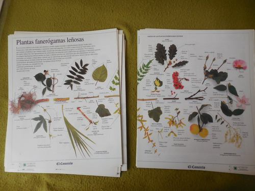 Colecciones Comercio Enciclopedia Visual De Los Seres Vivos (Usado)
