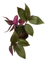 Comprar Kit Mudas 10 Lambari Roxo Sol Intenso Jardim Vertical Vaso