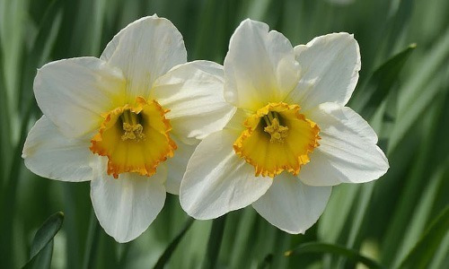 3 Bulbo Fresco De Narciso  Color Amarillo Y Blanco Envio Inc