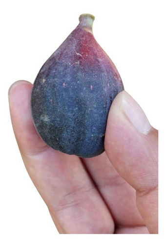 Figo Turco Gigante Black Orak Fruta Sementes Para Mudas