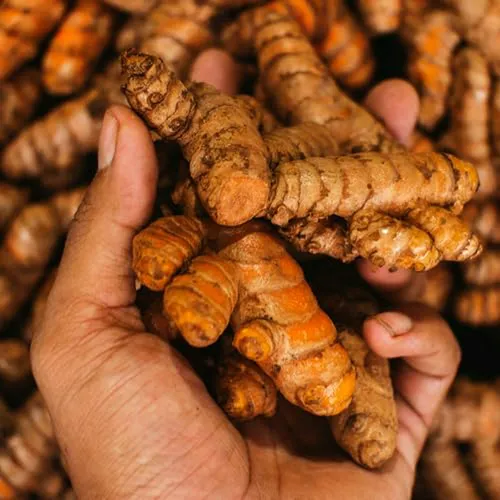 1 Libra De Raíces Frescas De Cúrcuma Rizomas De Cúrcuma Dora