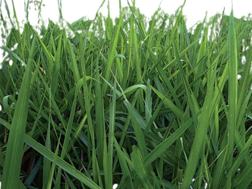 Semilla Forrajes Pastos Brachiaria Marandú Clima Cálido 10kg